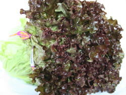 Lettuce - Red Leaf 